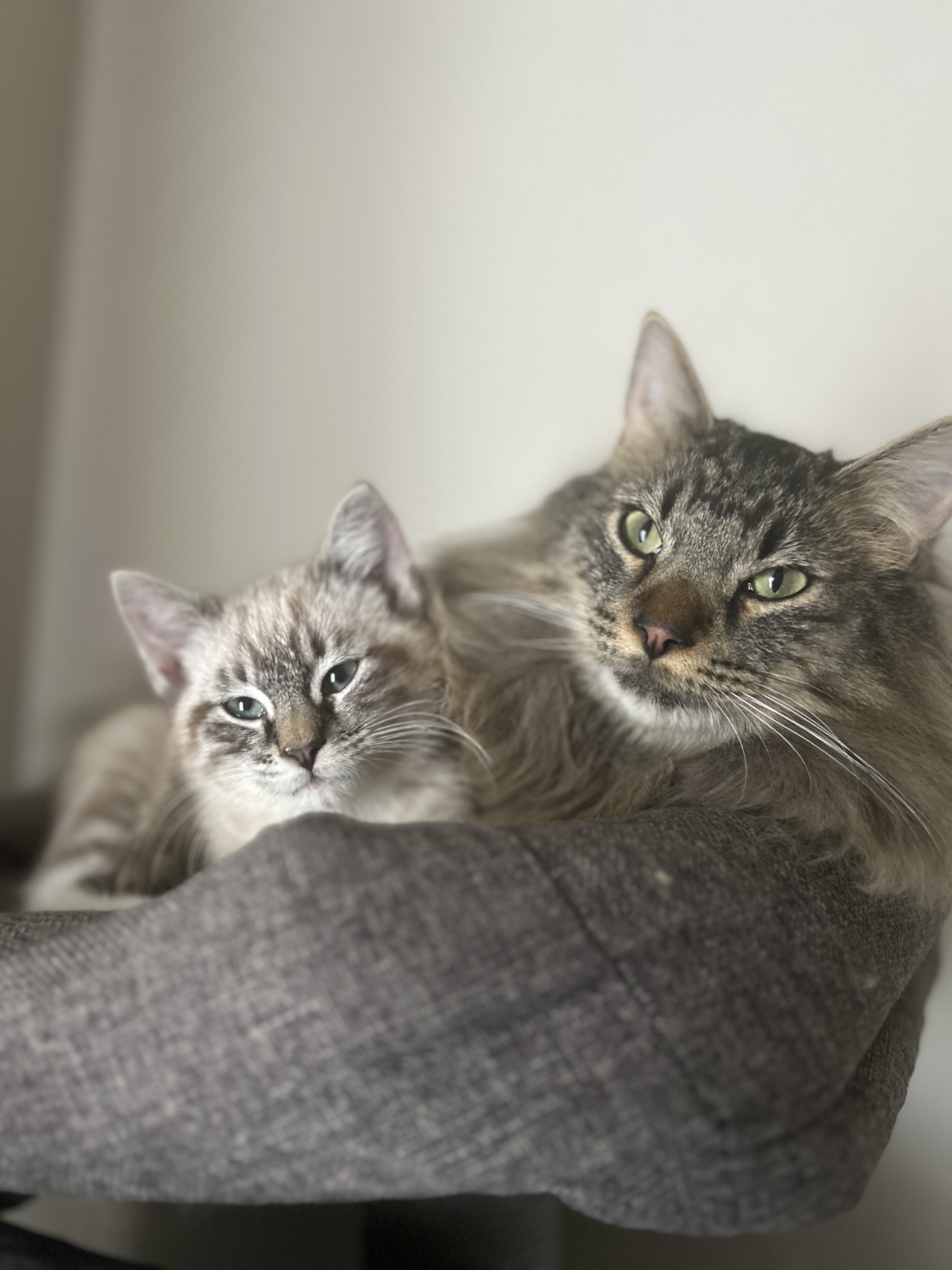 Cats